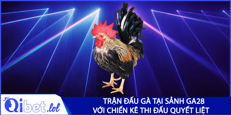 Trận đấu gà tại sảnh GA28 với chiến kê thi đấu quyết liệt